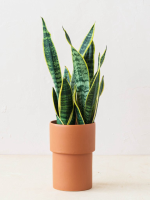 Live Golden Snake Plant