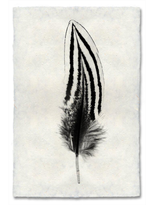 Feather Study #2