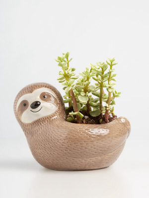 Tree Dweller Ceramic Planter