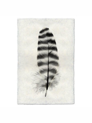 Feather Study #17