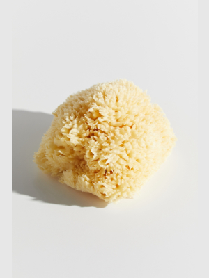 Baudelaire Small Wool Sponge