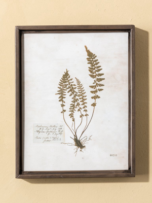 No. 253 Botanical Print