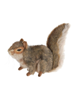 Hansa Squirrel