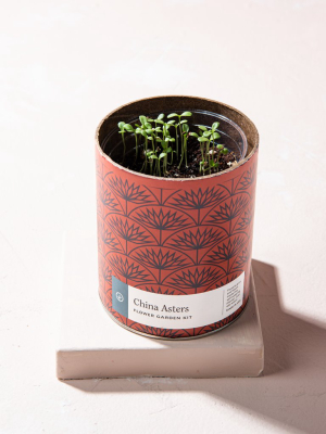 China Asters Waxed Planter Kit