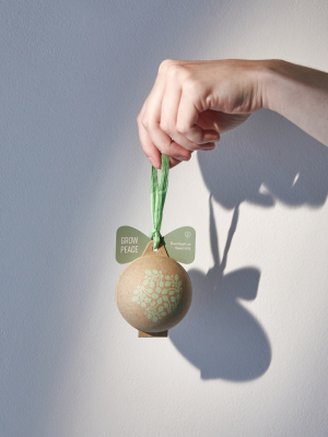 Modern Sprout Seed Christmas Ornament Kit