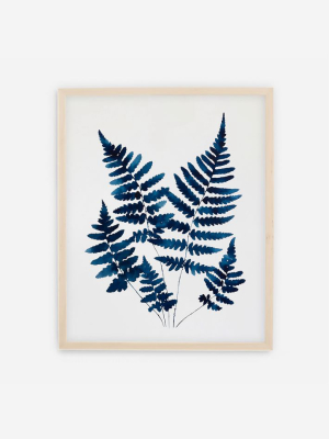 Living Pattern Framed Print - Shield Ferns