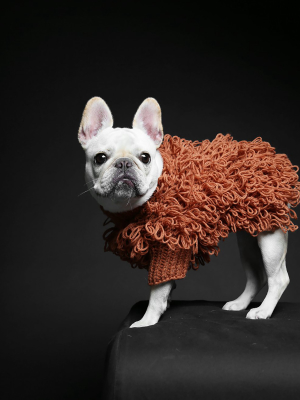 Curly Knit Dog Sweater