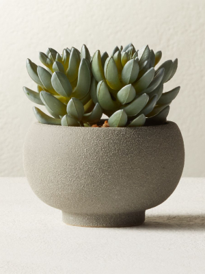 Potted Faux Succulents 4.25"