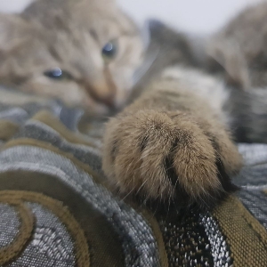Ven