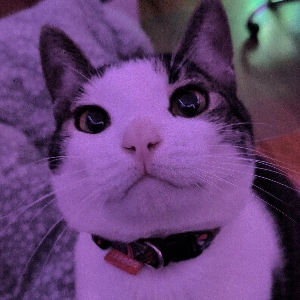 Jo Lia