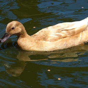 Quack555
