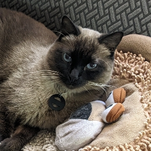 Oscar 